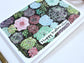 Hand Drawn Blank Mother's Day Greeting Card - Succulent Garden