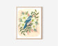 Garden Bird Art - 11x14 Scrub Jay with Dogwood Blossoms Illustration Print for Nature Lovers